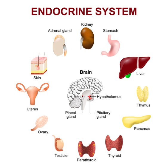 Endokrinní systém produkuje různé typy hormonů, kdy každý má specifický vztah ke konkrétním orgánům